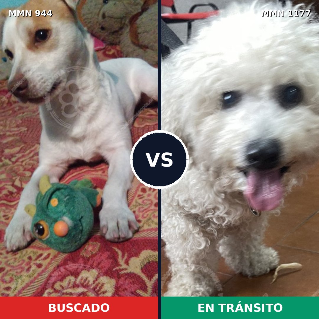 Comparativa MMS 18390: mascota perdida y mascota encontrada, 54% de similitud