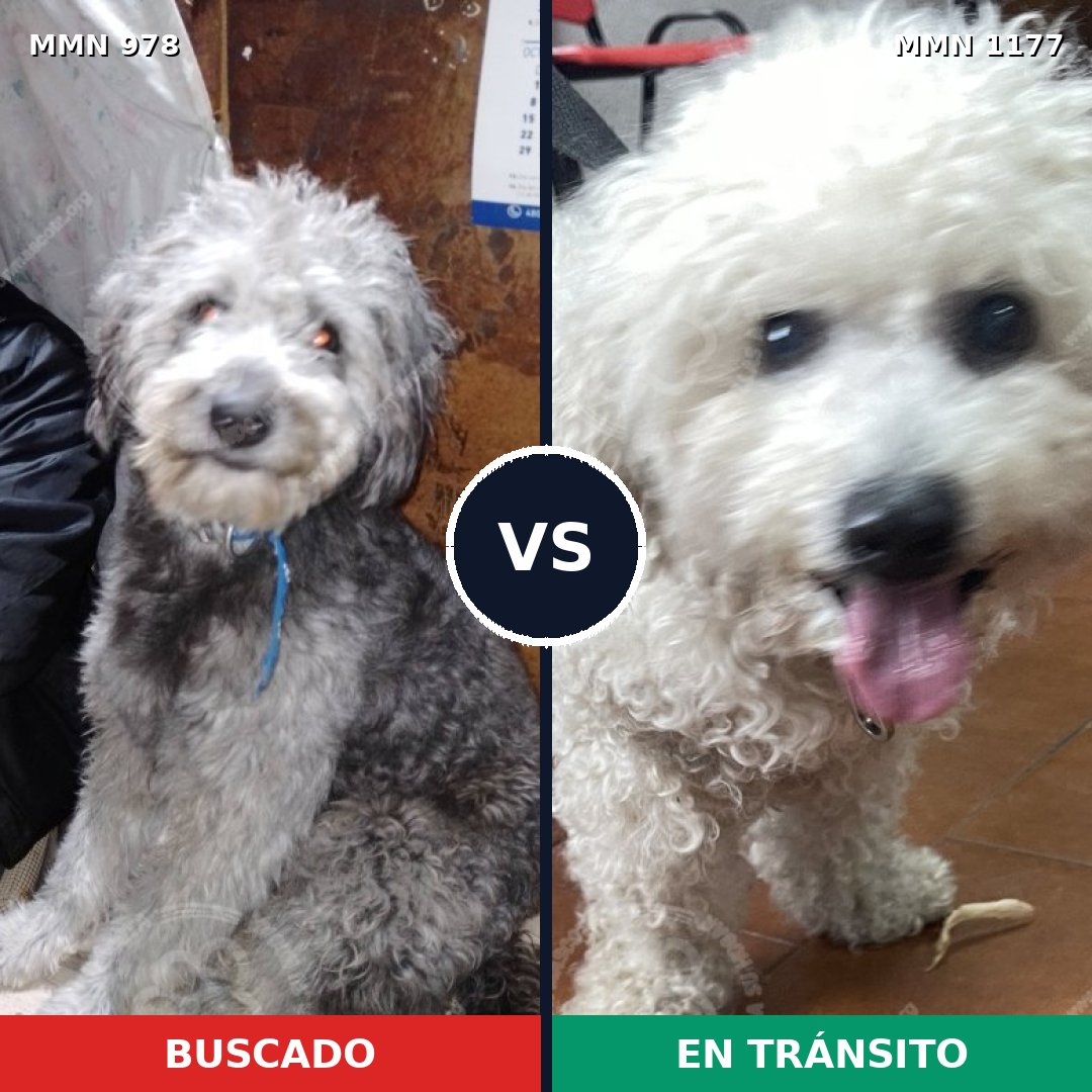 Comparativa MMS 18393: mascota perdida y mascota encontrada, 50% de similitud