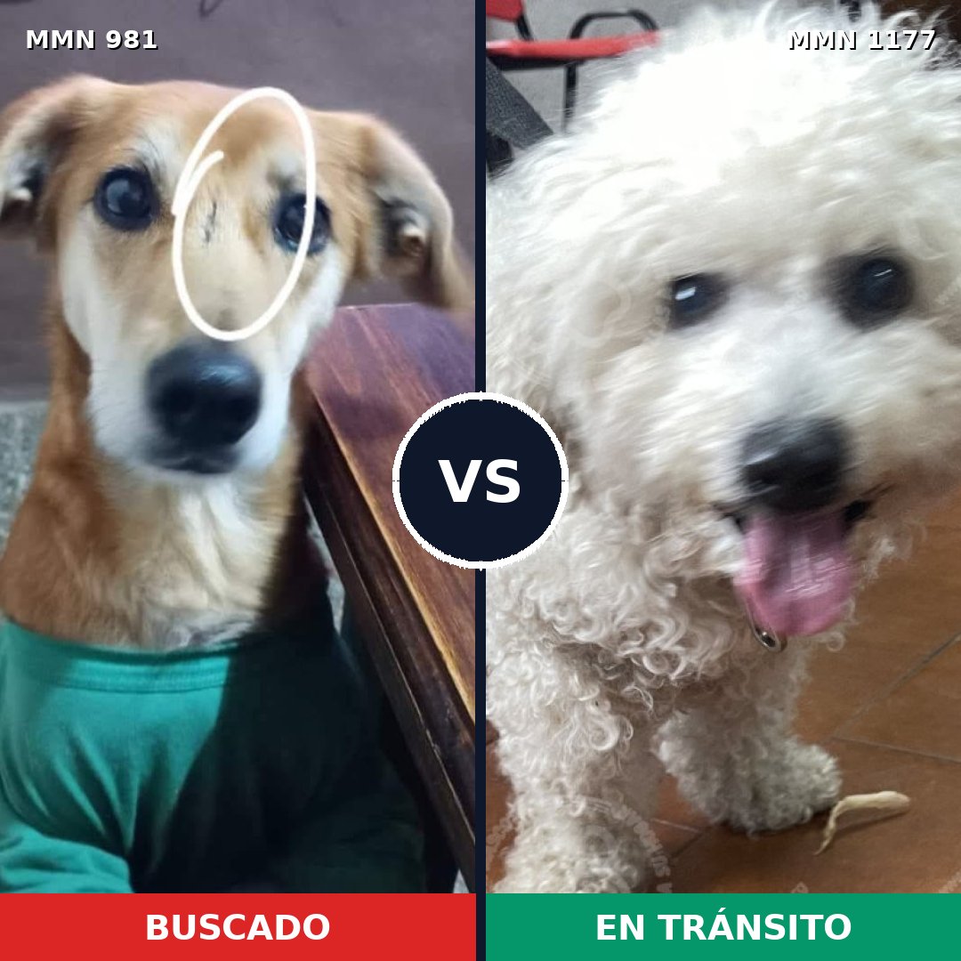 Comparativa MMS 18394: mascota perdida y mascota encontrada, 31% de similitud