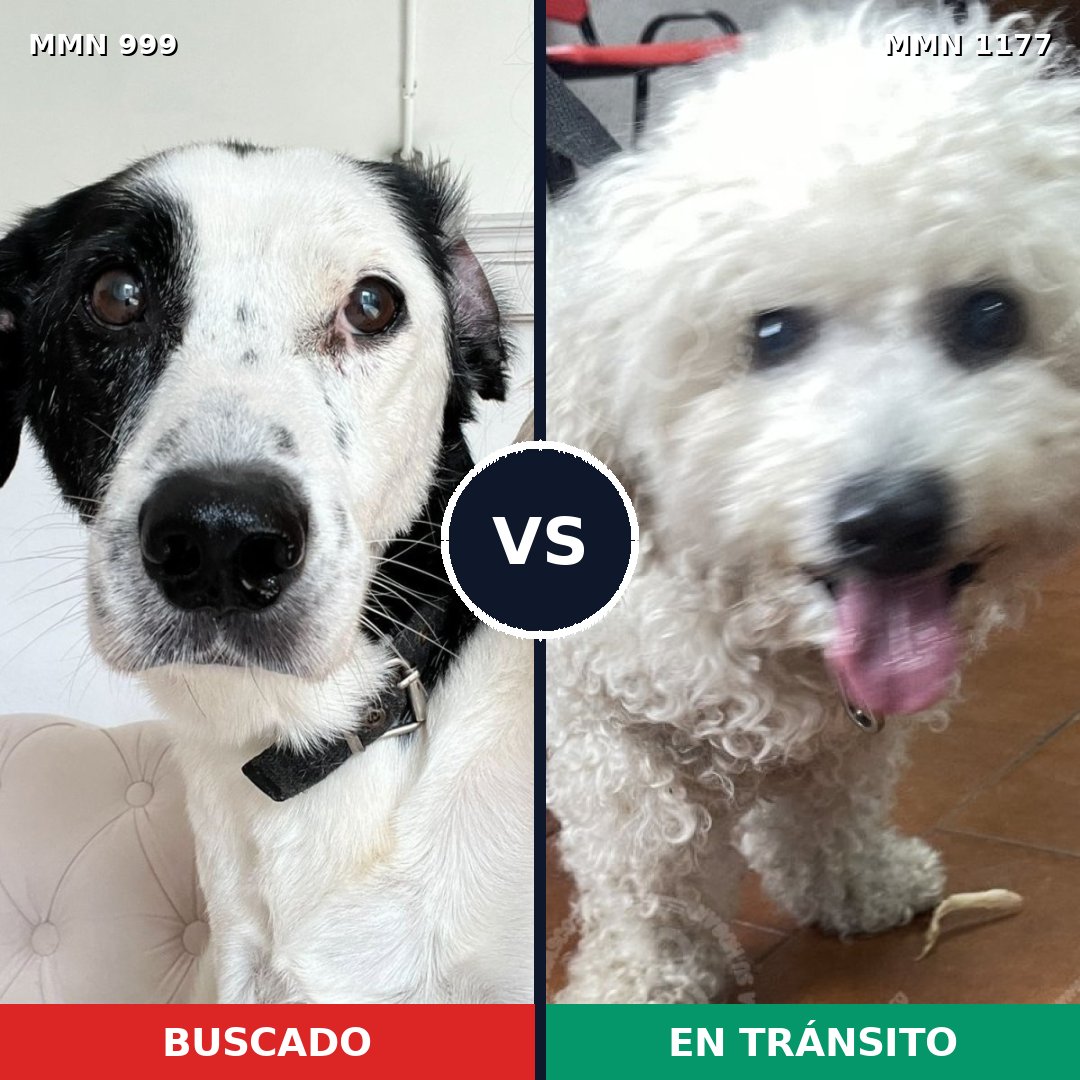 Comparativa MMS 18396: mascota perdida y mascota encontrada, 27% de similitud