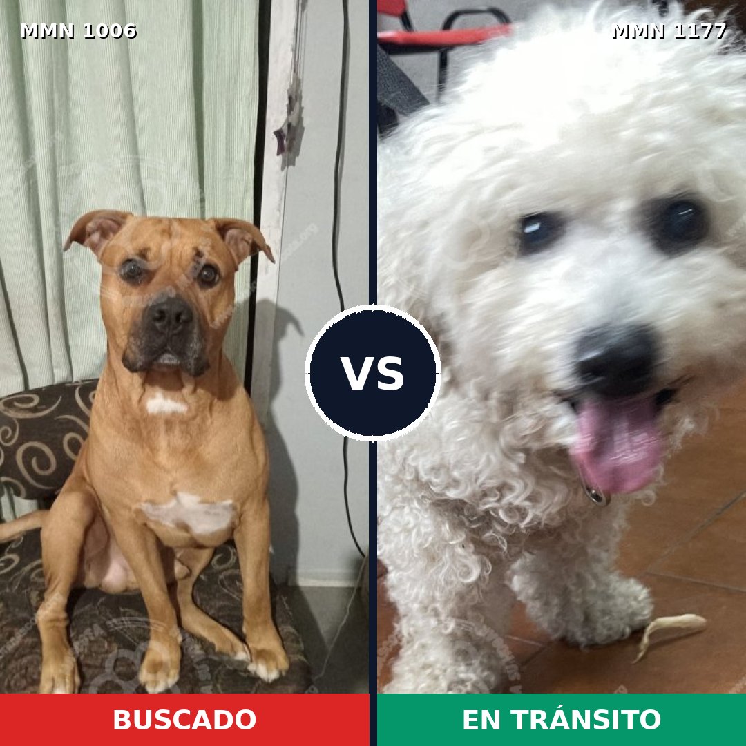Comparativa MMS 18398: mascota perdida y mascota encontrada, 35% de similitud