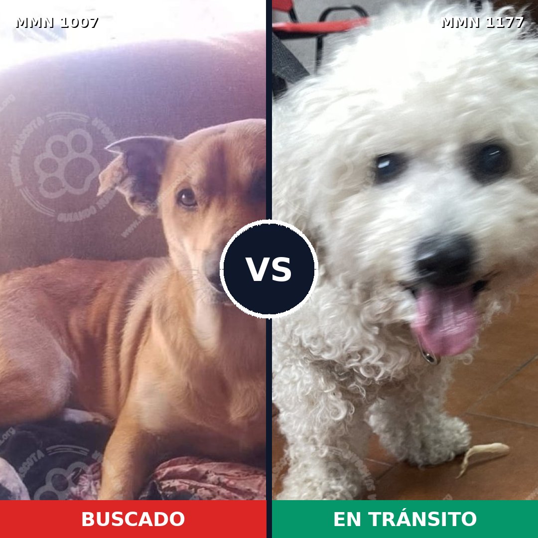 Comparativa MMS 18399: mascota perdida y mascota encontrada, 33% de similitud