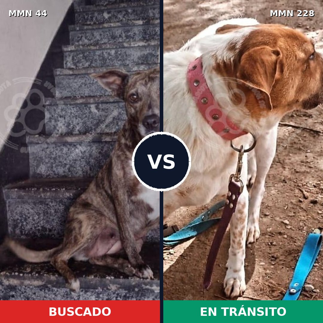 Comparativa MMS 1840: mascota perdida y mascota encontrada, 81% de similitud
