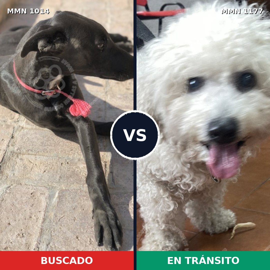 Comparativa MMS 18400: mascota perdida y mascota encontrada, 23% de similitud