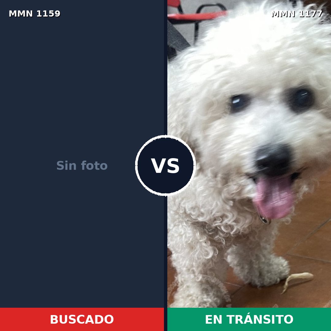 Comparativa MMS 18402: mascota perdida y mascota encontrada, 55% de similitud