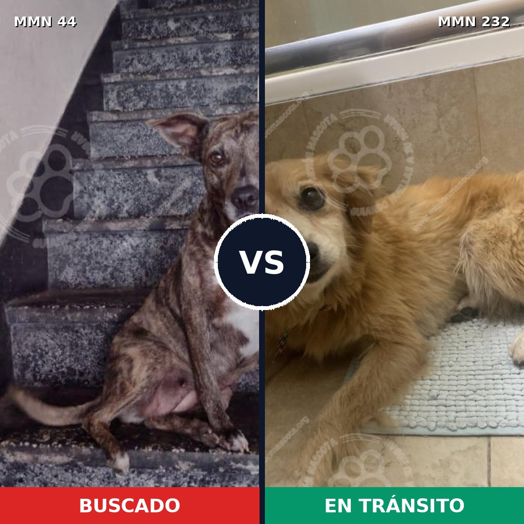 Comparativa MMS 1841: mascota perdida y mascota encontrada, 53% de similitud
