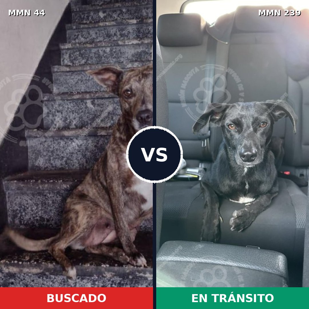 Comparativa MMS 1842: mascota perdida y mascota encontrada, 69% de similitud