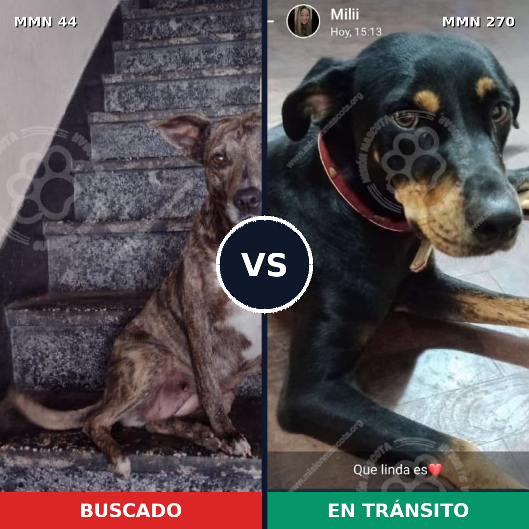 Comparativa MMS 1843: mascota perdida y mascota encontrada, 68% de similitud