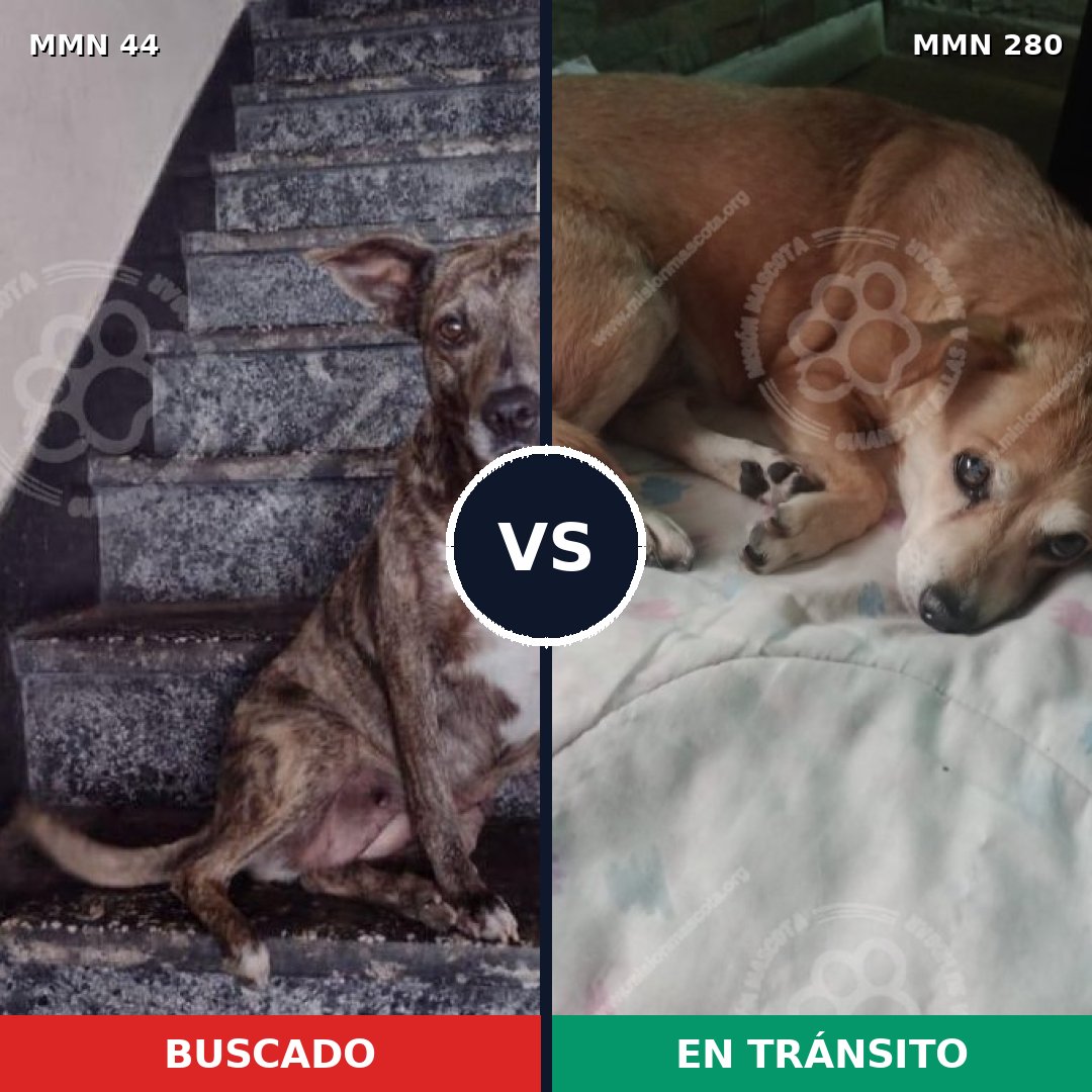 Comparativa MMS 1844: mascota perdida y mascota encontrada, 55% de similitud