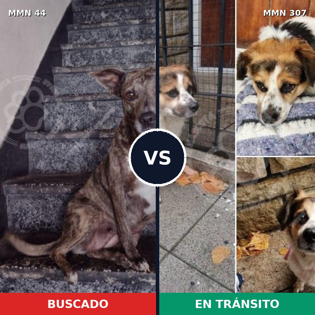 Comparativa MMS 1845: mascota perdida y mascota encontrada, 65% de similitud