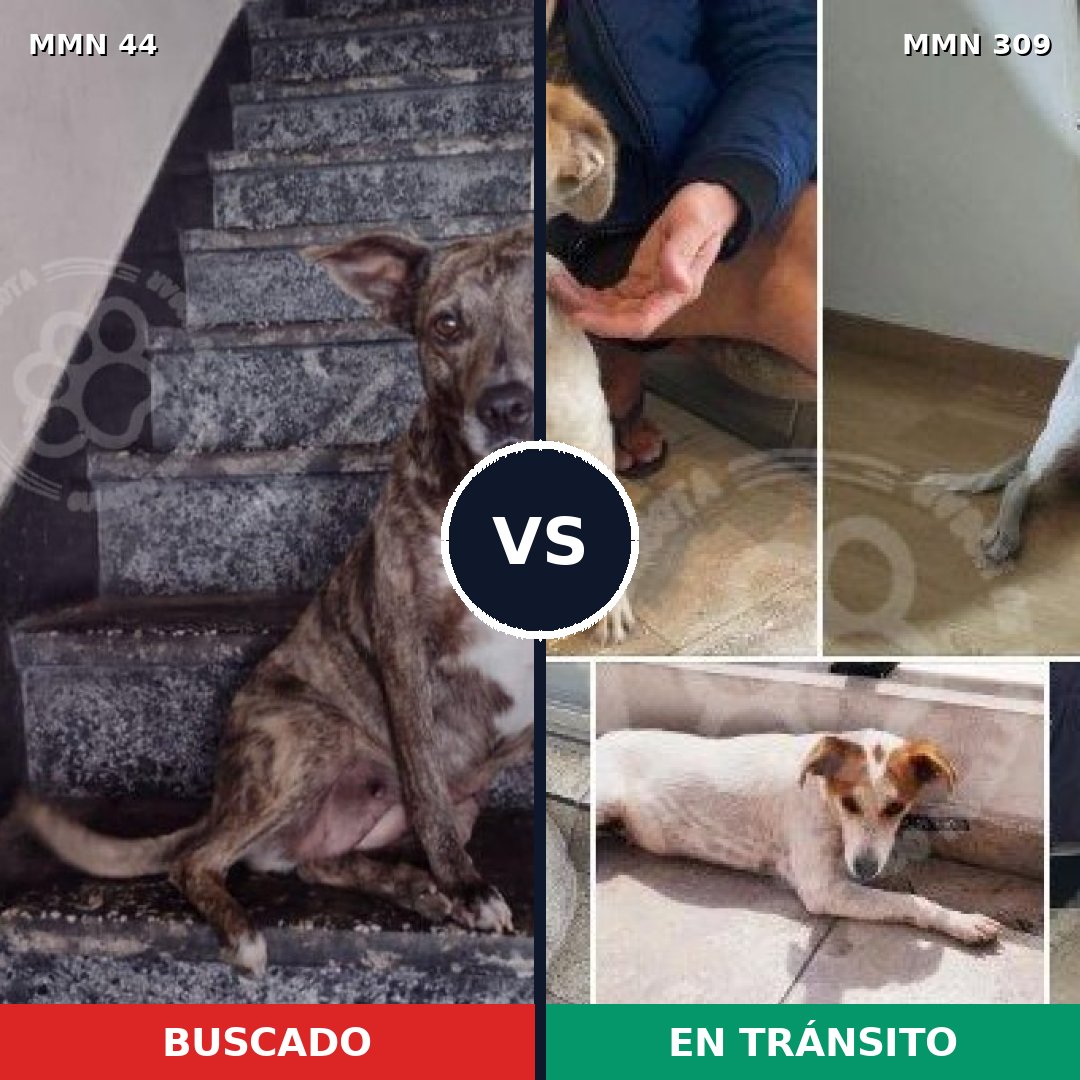 Comparativa MMS 1846: mascota perdida y mascota encontrada, 61% de similitud