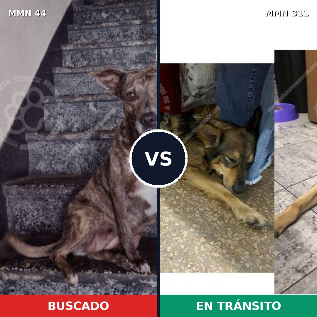 Comparativa MMS 1847: mascota perdida y mascota encontrada, 62% de similitud