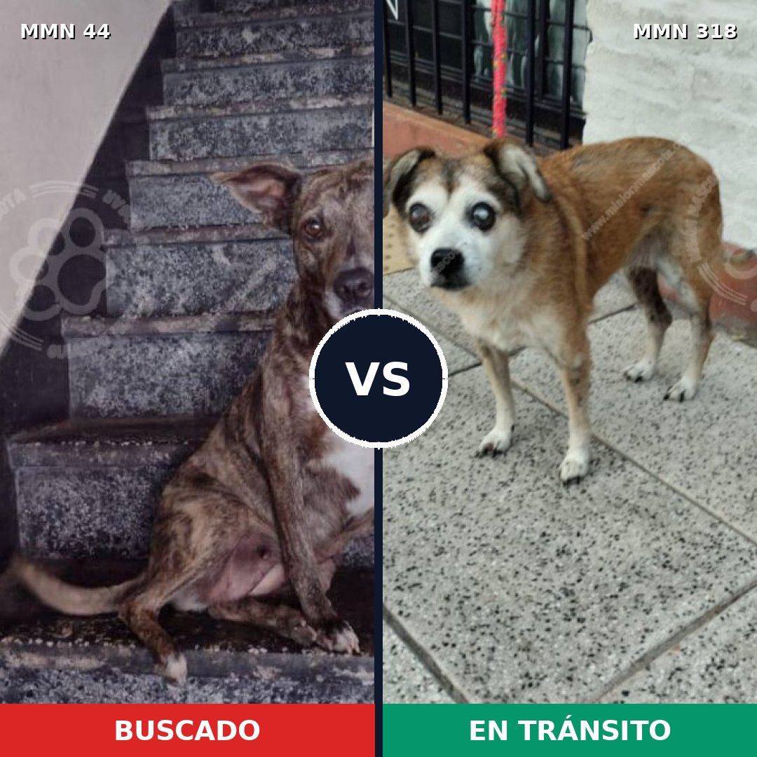 Comparativa MMS 1848: mascota perdida y mascota encontrada, 53% de similitud
