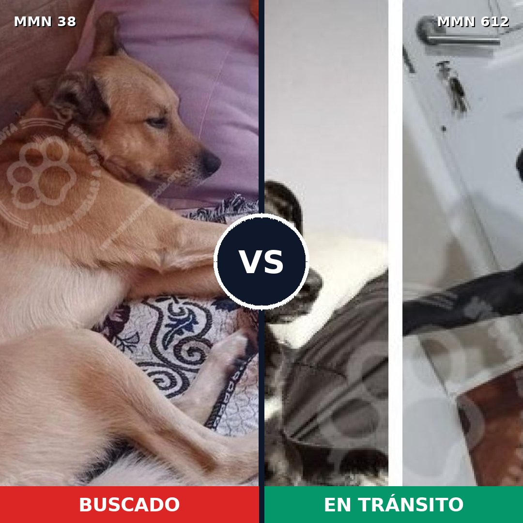 Comparativa MMS 185: mascota perdida y mascota encontrada, 63% de similitud