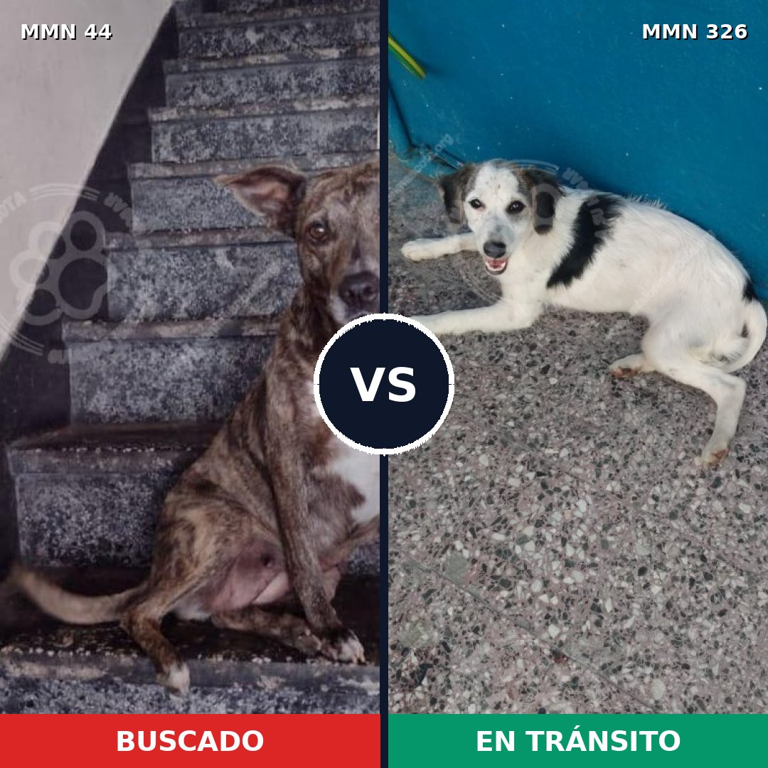 Comparativa MMS 1850: mascota perdida y mascota encontrada, 68% de similitud