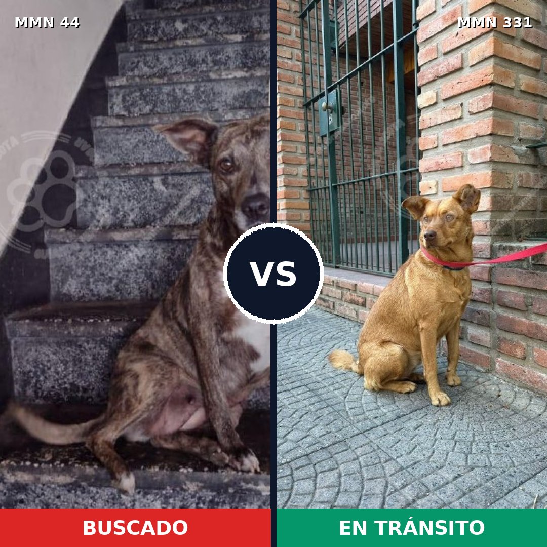 Comparativa MMS 1851: mascota perdida y mascota encontrada, 57% de similitud