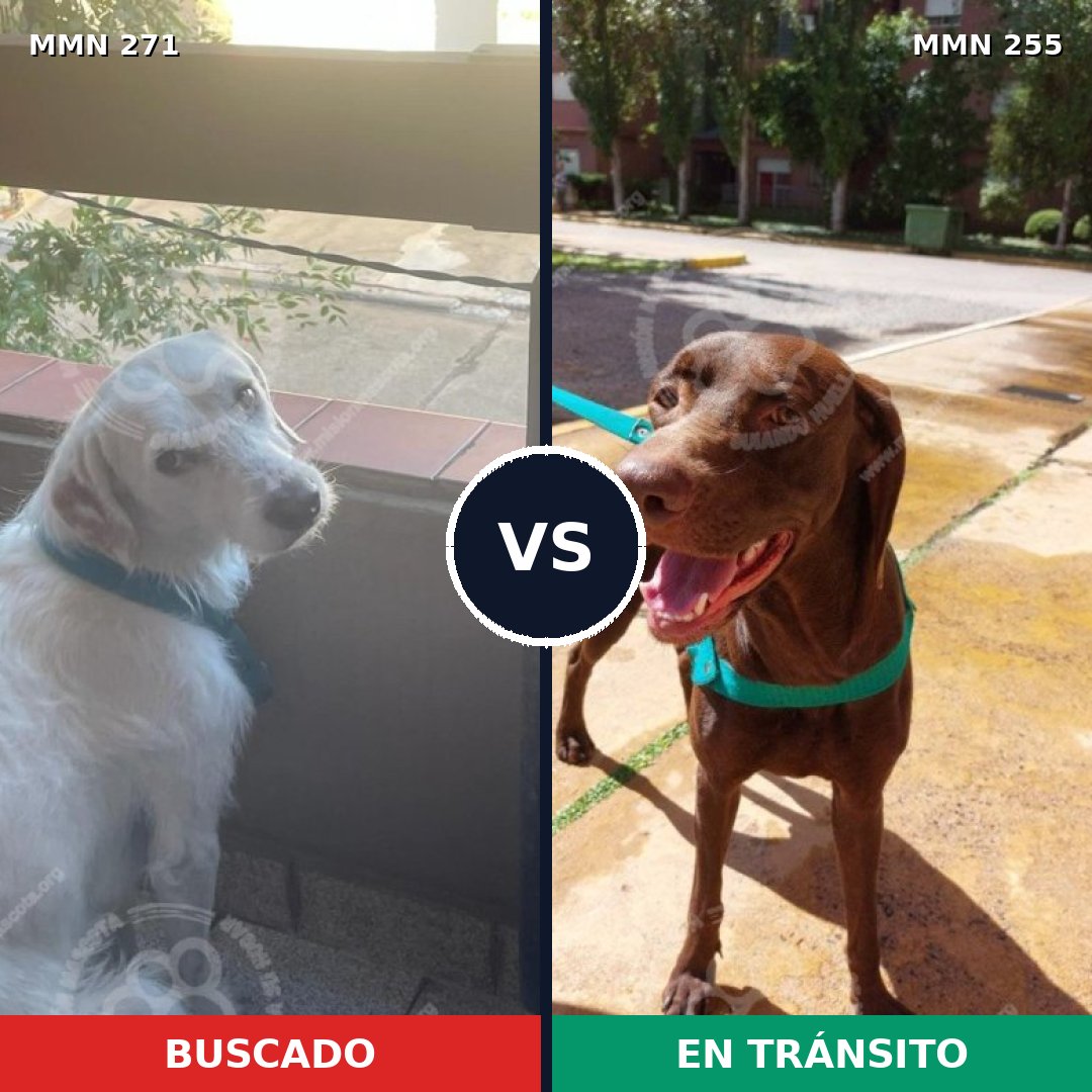 Comparativa MMS 18519: mascota perdida y mascota encontrada, 58% de similitud