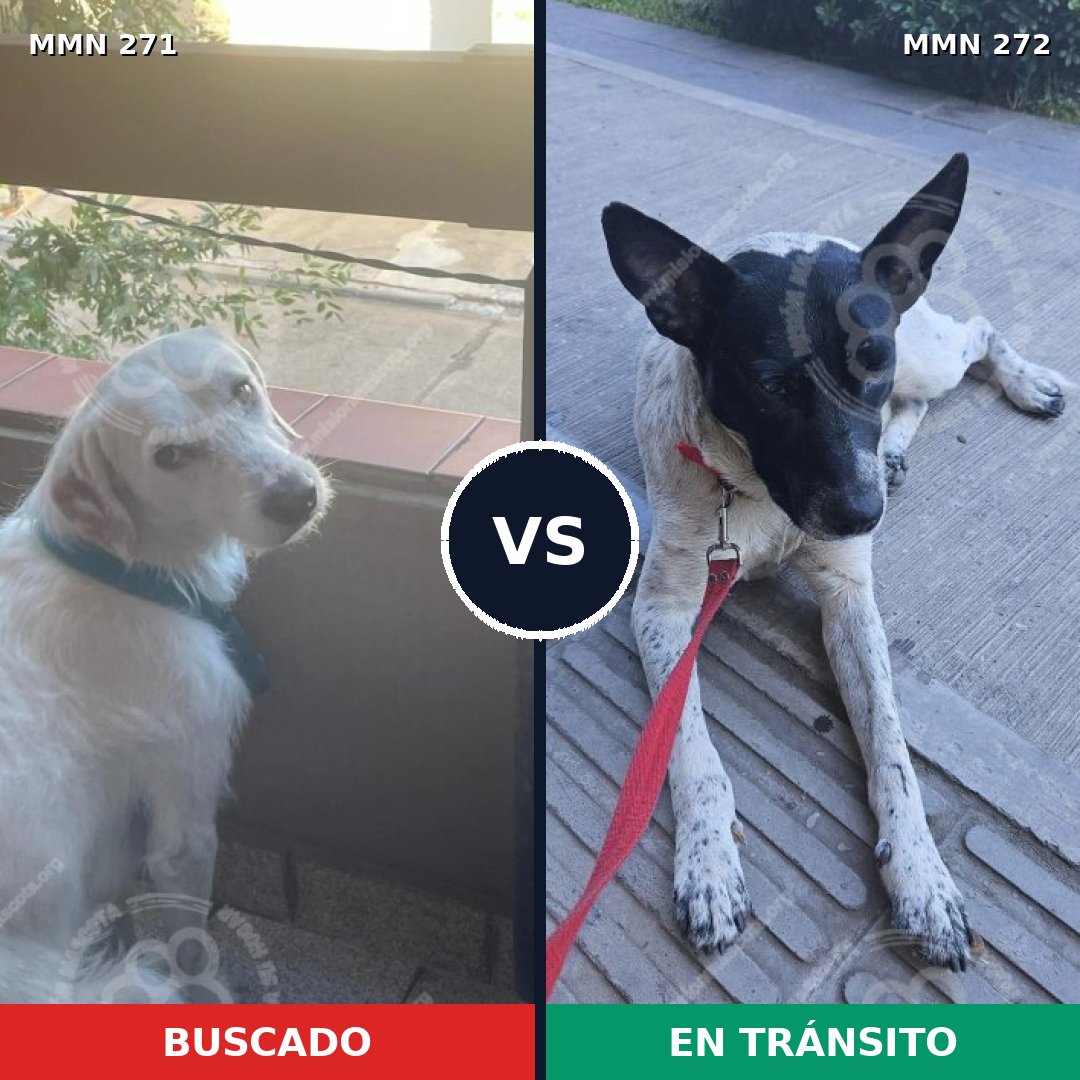 Comparativa MMS 18520: mascota perdida y mascota encontrada, 76% de similitud