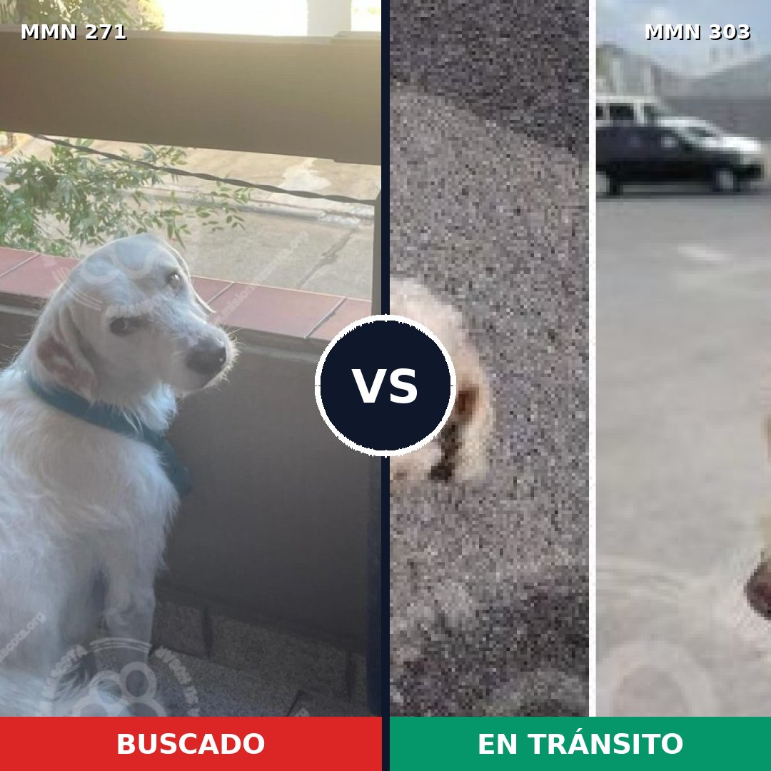 Comparativa MMS 18521: mascota perdida y mascota encontrada, 46% de similitud
