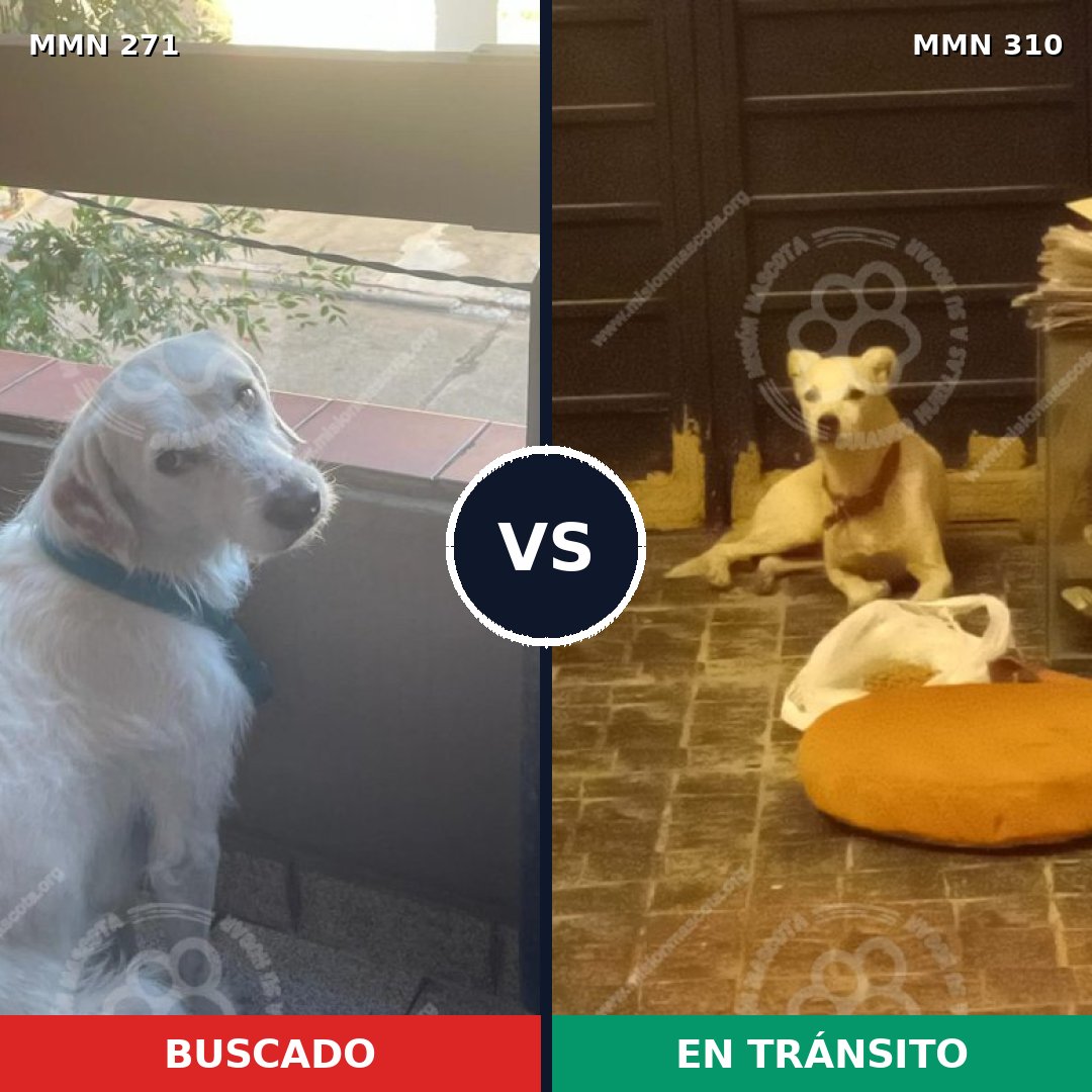 Comparativa MMS 18522: mascota perdida y mascota encontrada, 81% de similitud