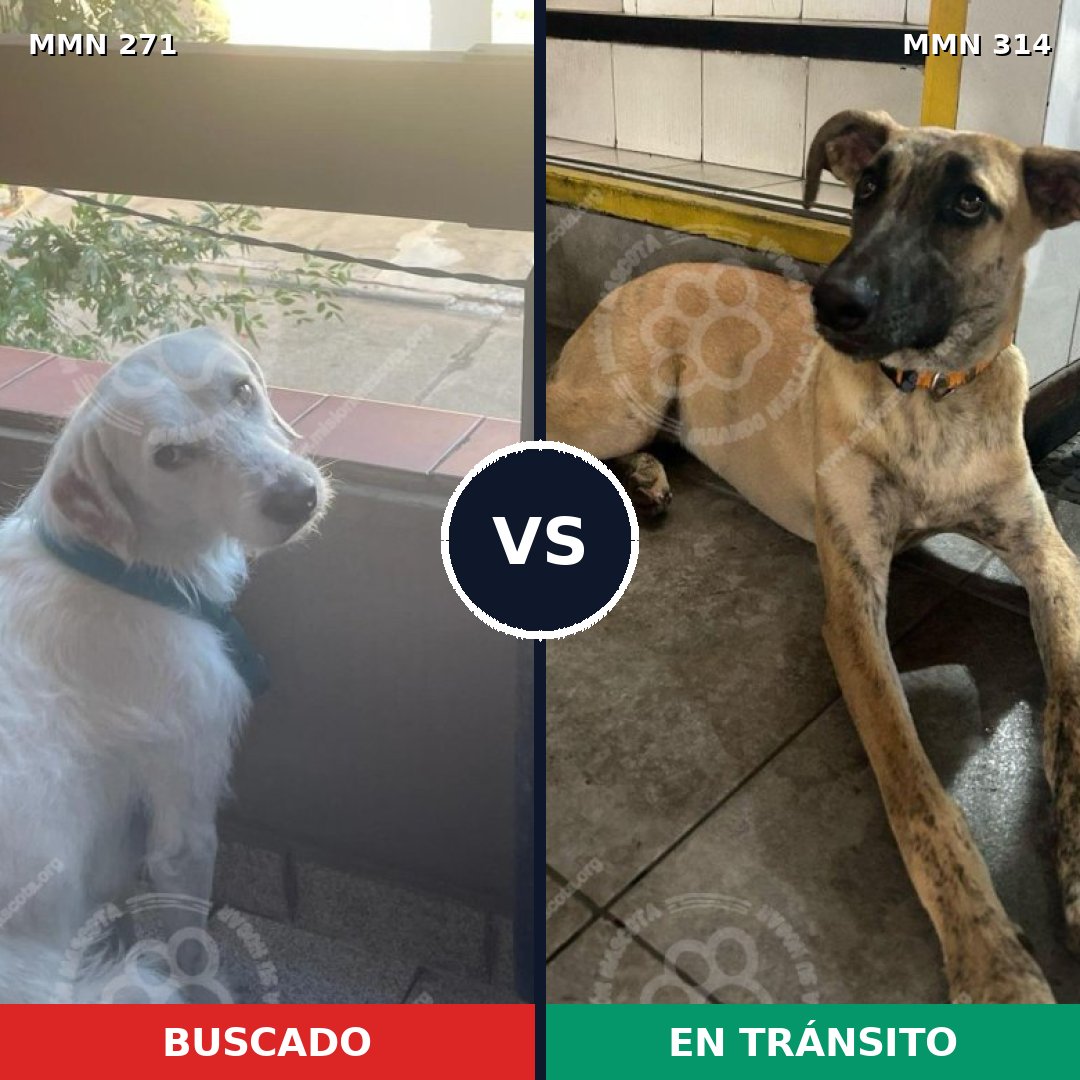 Comparativa MMS 18523: mascota perdida y mascota encontrada, 65% de similitud