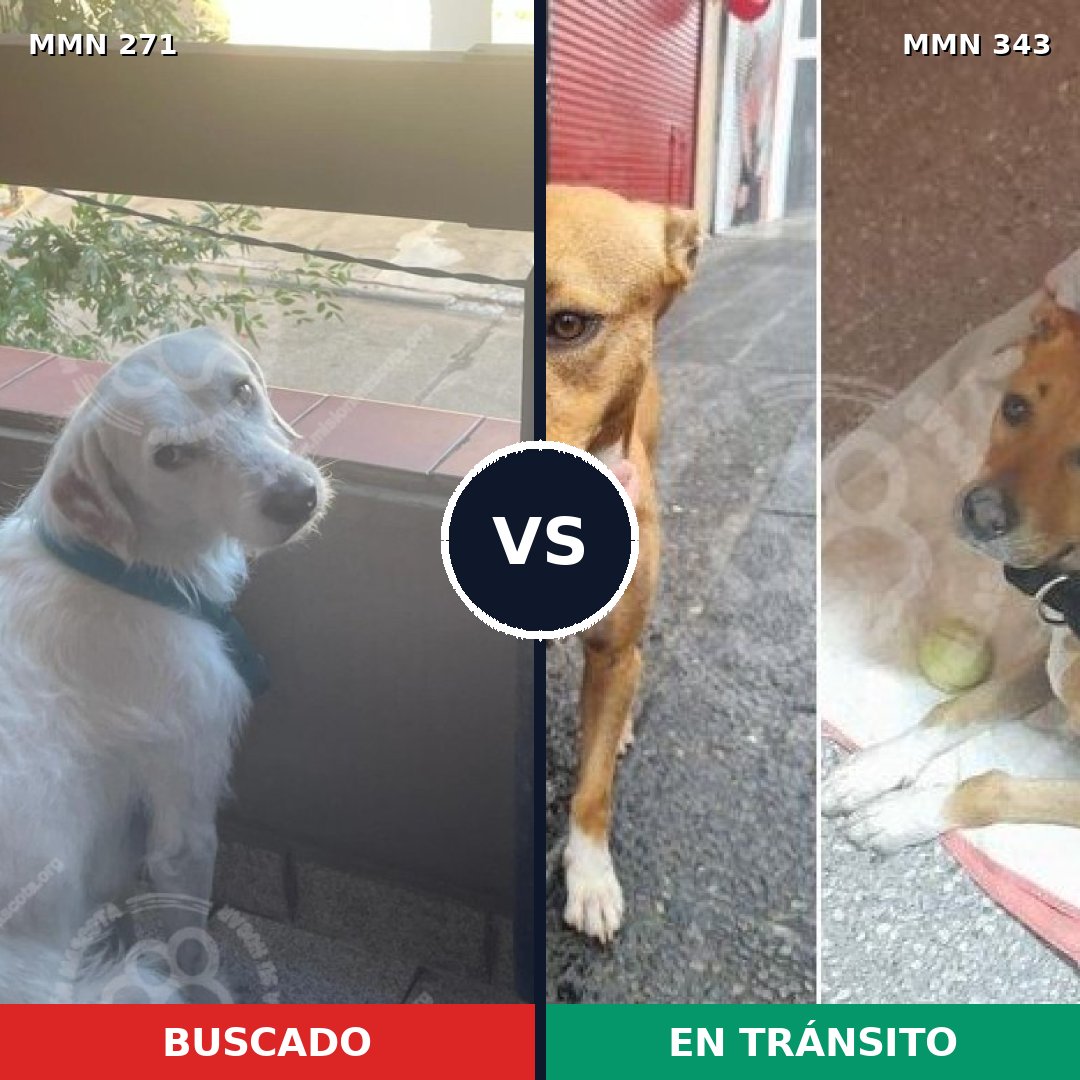 Comparativa MMS 18524: mascota perdida y mascota encontrada, 77% de similitud
