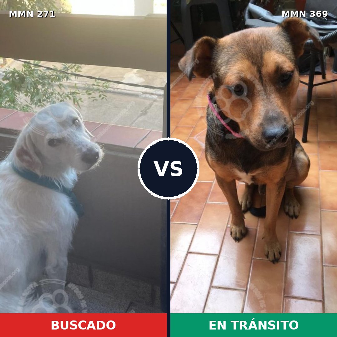 Comparativa MMS 18525: mascota perdida y mascota encontrada, 74% de similitud
