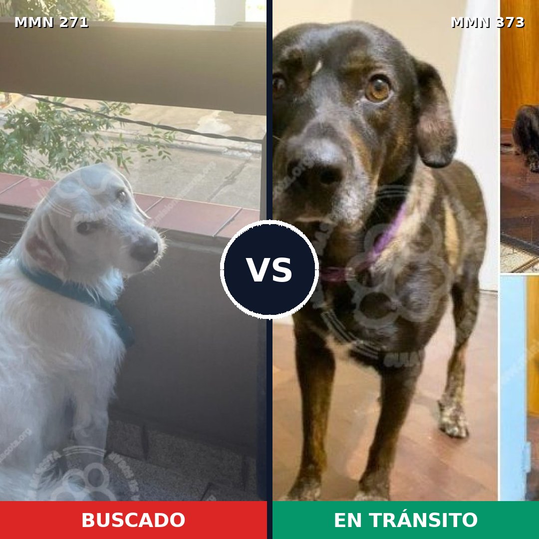 Comparativa MMS 18526: mascota perdida y mascota encontrada, 71% de similitud