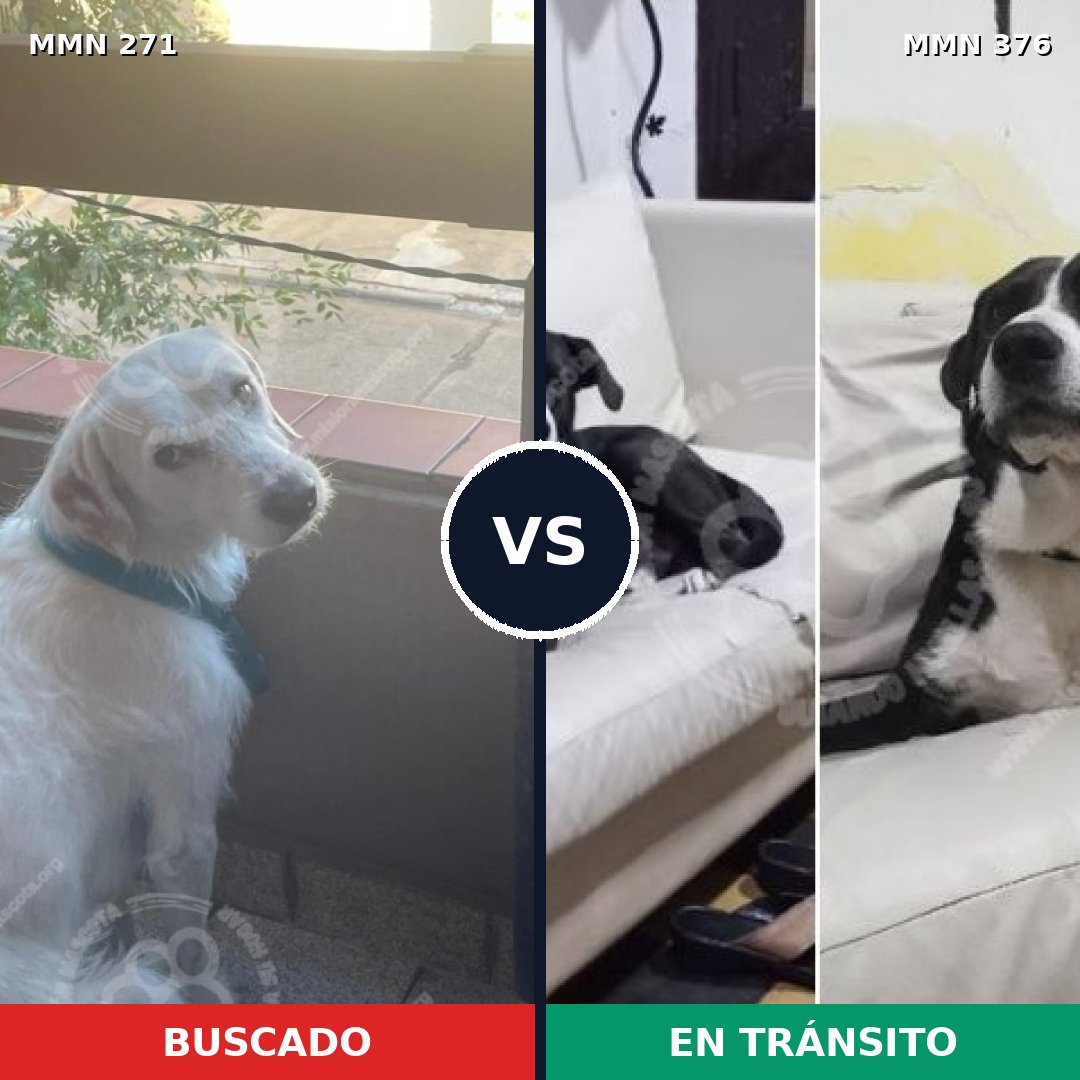 Comparativa MMS 18527: mascota perdida y mascota encontrada, 78% de similitud