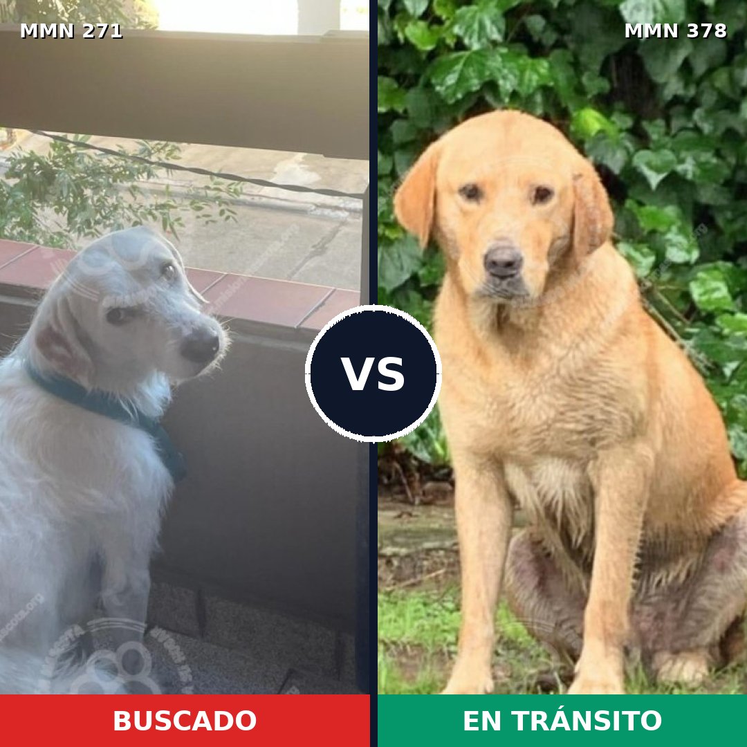 Comparativa MMS 18528: mascota perdida y mascota encontrada, 40% de similitud
