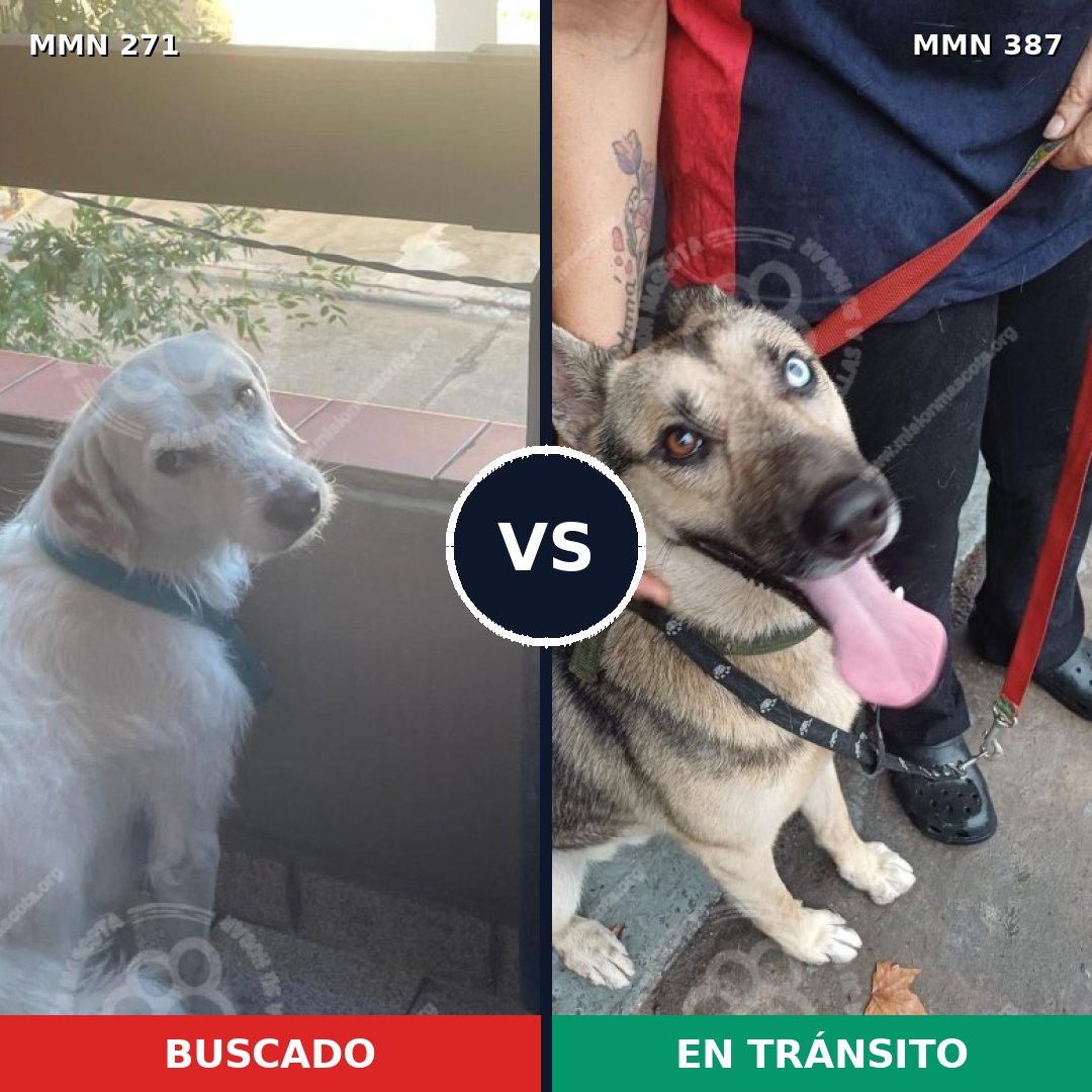 Comparativa MMS 18529: mascota perdida y mascota encontrada, 41% de similitud