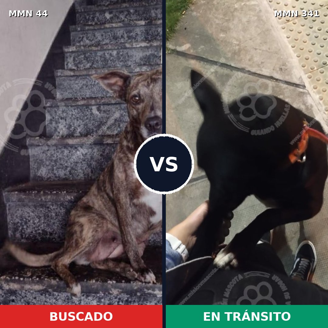 Comparativa MMS 1853: mascota perdida y mascota encontrada, 64% de similitud