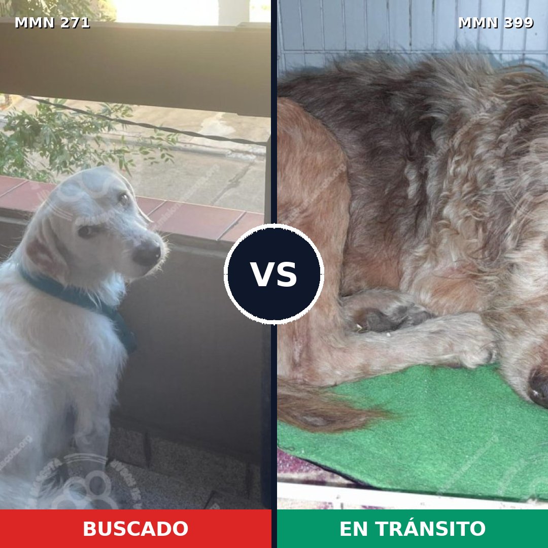 Comparativa MMS 18530: mascota perdida y mascota encontrada, 75% de similitud