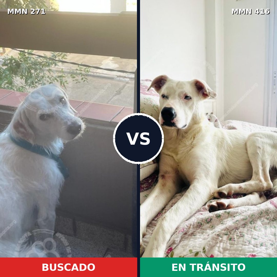 Comparativa MMS 18531: mascota perdida y mascota encontrada, 72% de similitud