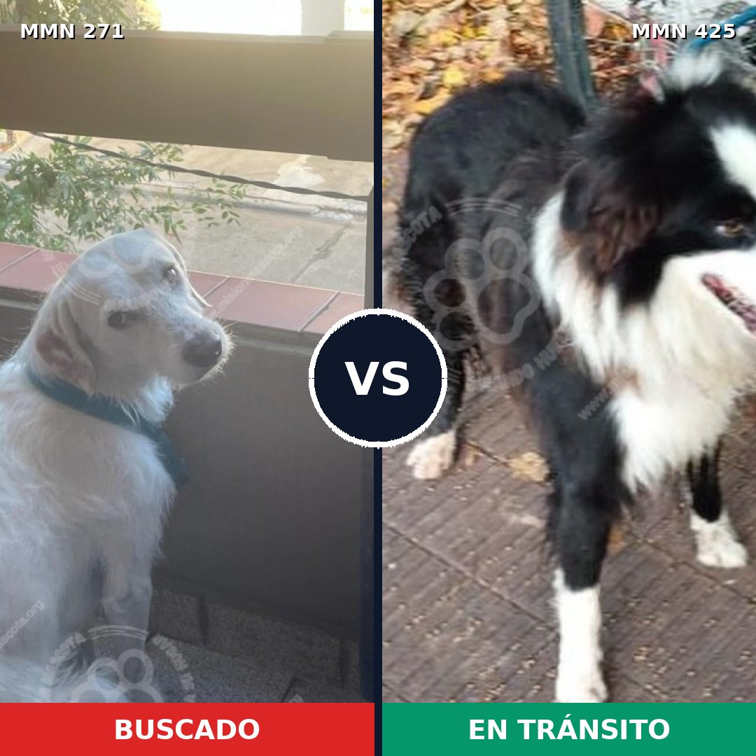 Comparativa MMS 18533: mascota perdida y mascota encontrada, 65% de similitud