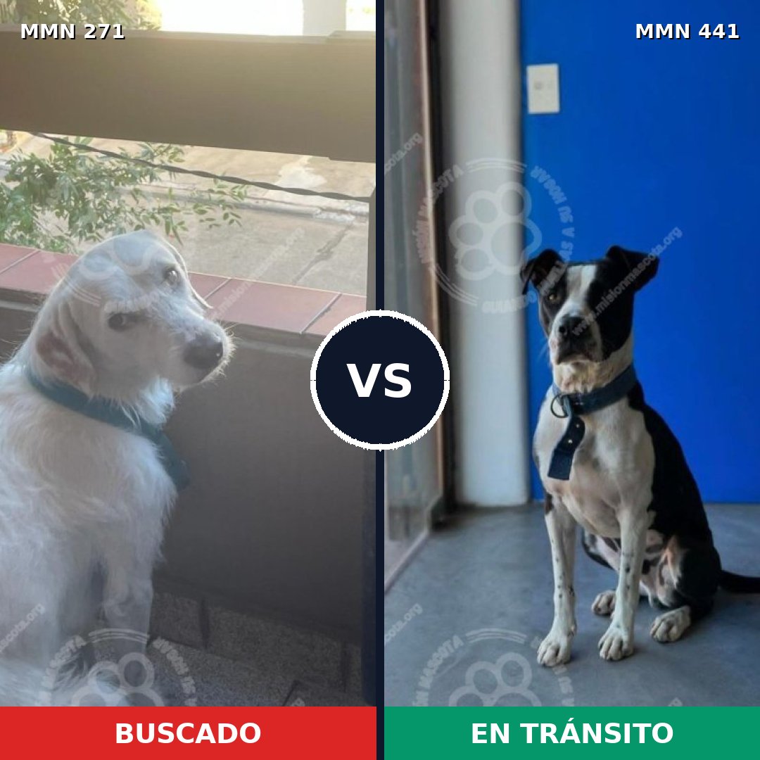 Comparativa MMS 18534: mascota perdida y mascota encontrada, 63% de similitud