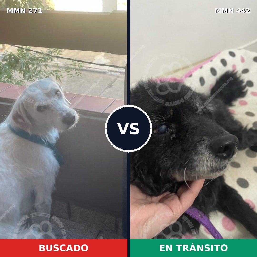 Comparativa MMS 18535: mascota perdida y mascota encontrada, 72% de similitud