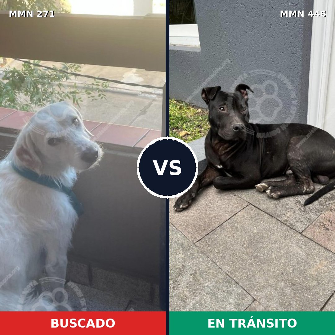 Comparativa MMS 18536: mascota perdida y mascota encontrada, 75% de similitud