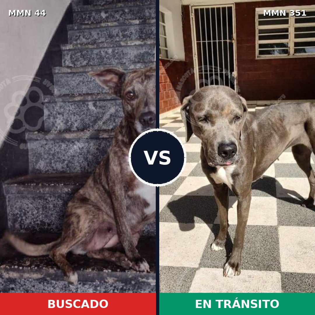Comparativa MMS 1854: mascota perdida y mascota encontrada, 73% de similitud