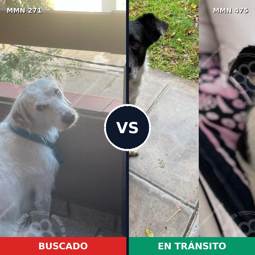 Comparativa MMS 18540: mascota perdida y mascota encontrada, 75% de similitud