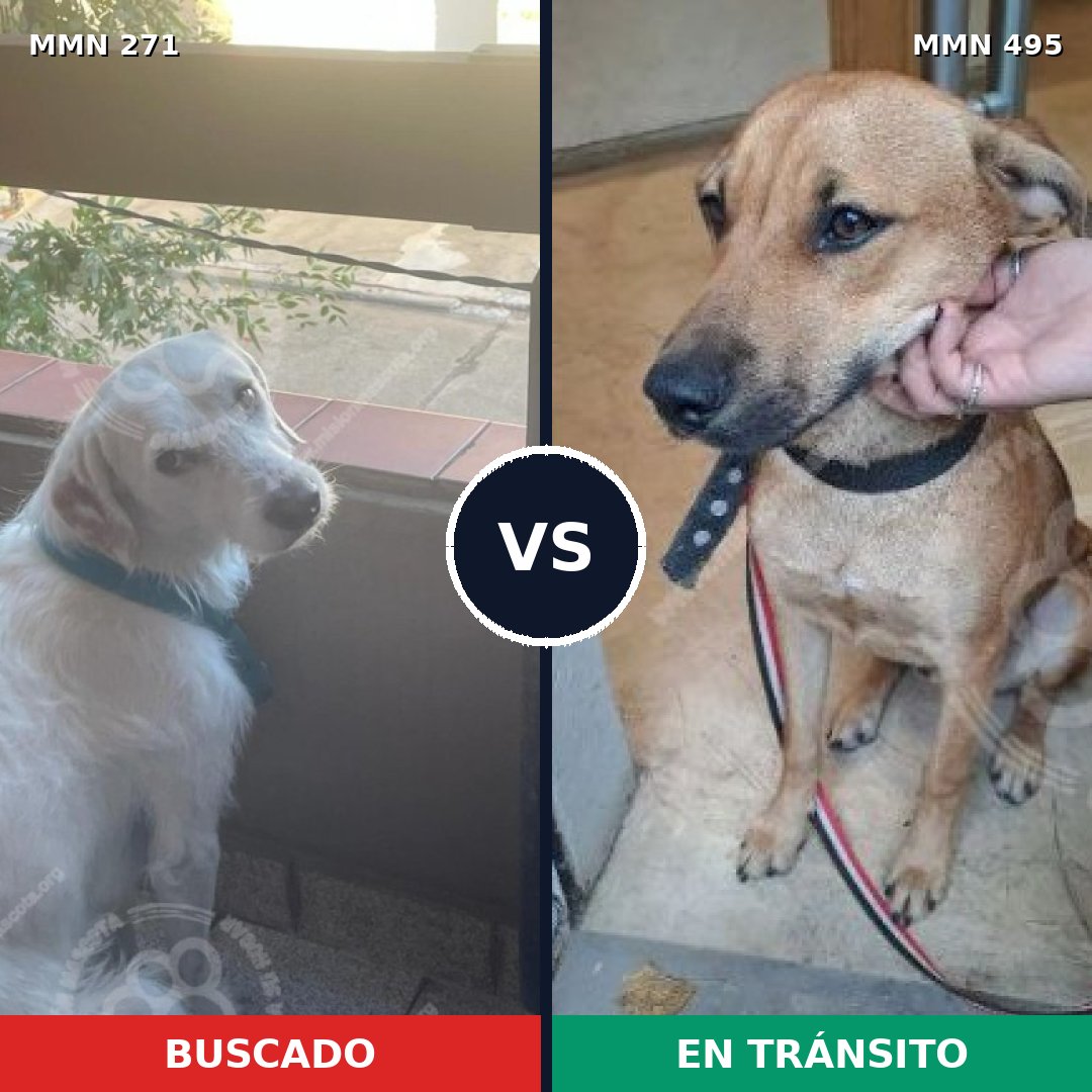 Comparativa MMS 18541: mascota perdida y mascota encontrada, 77% de similitud