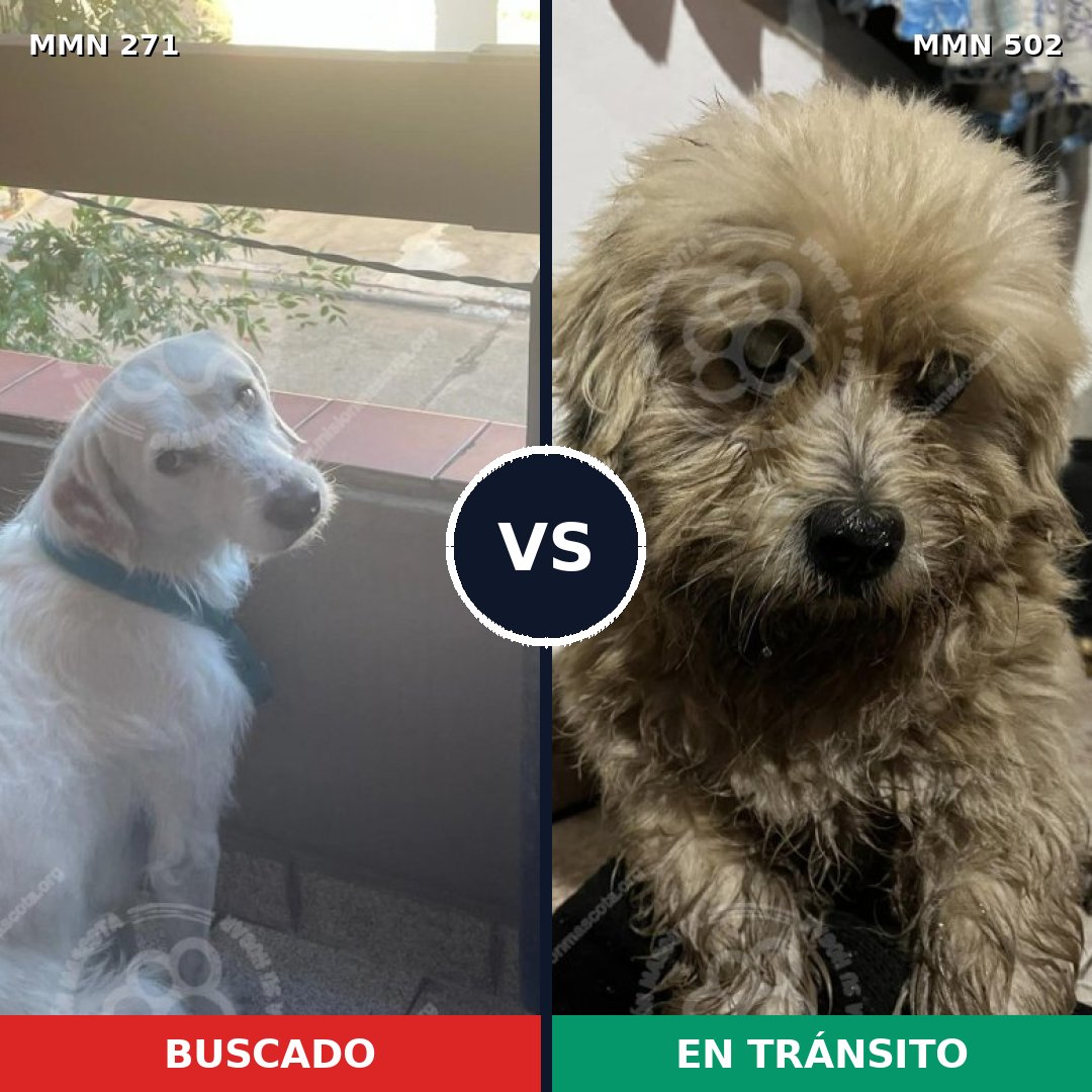 Comparativa MMS 18542: mascota perdida y mascota encontrada, 64% de similitud