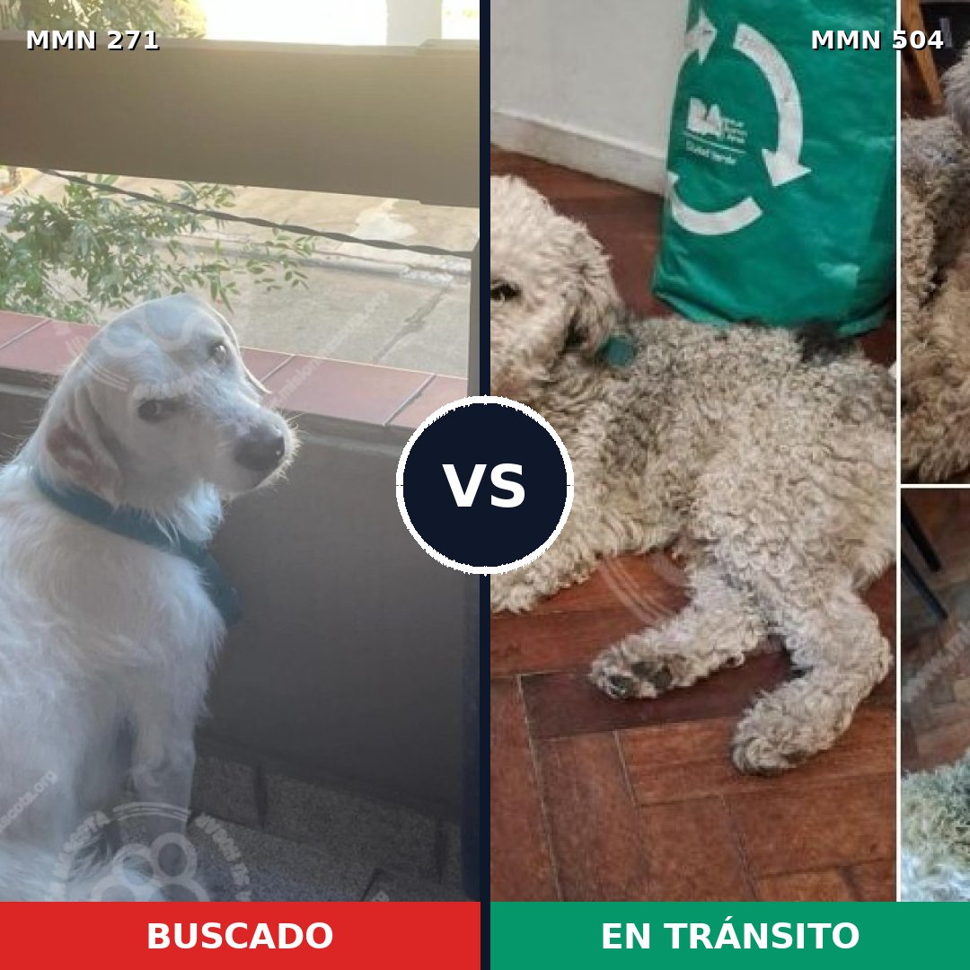 Comparativa MMS 18543: mascota perdida y mascota encontrada, 47% de similitud