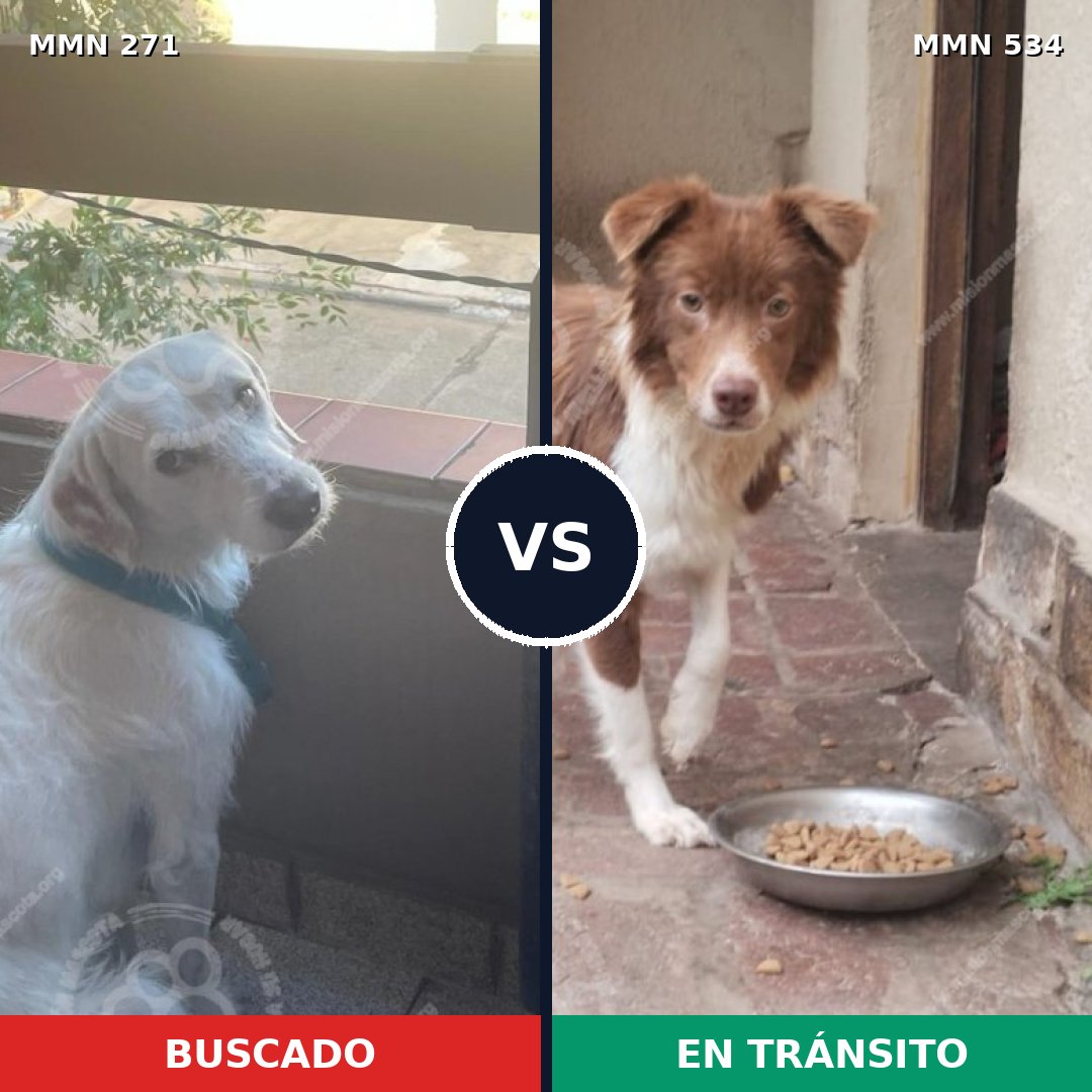 Comparativa MMS 18545: mascota perdida y mascota encontrada, 73% de similitud