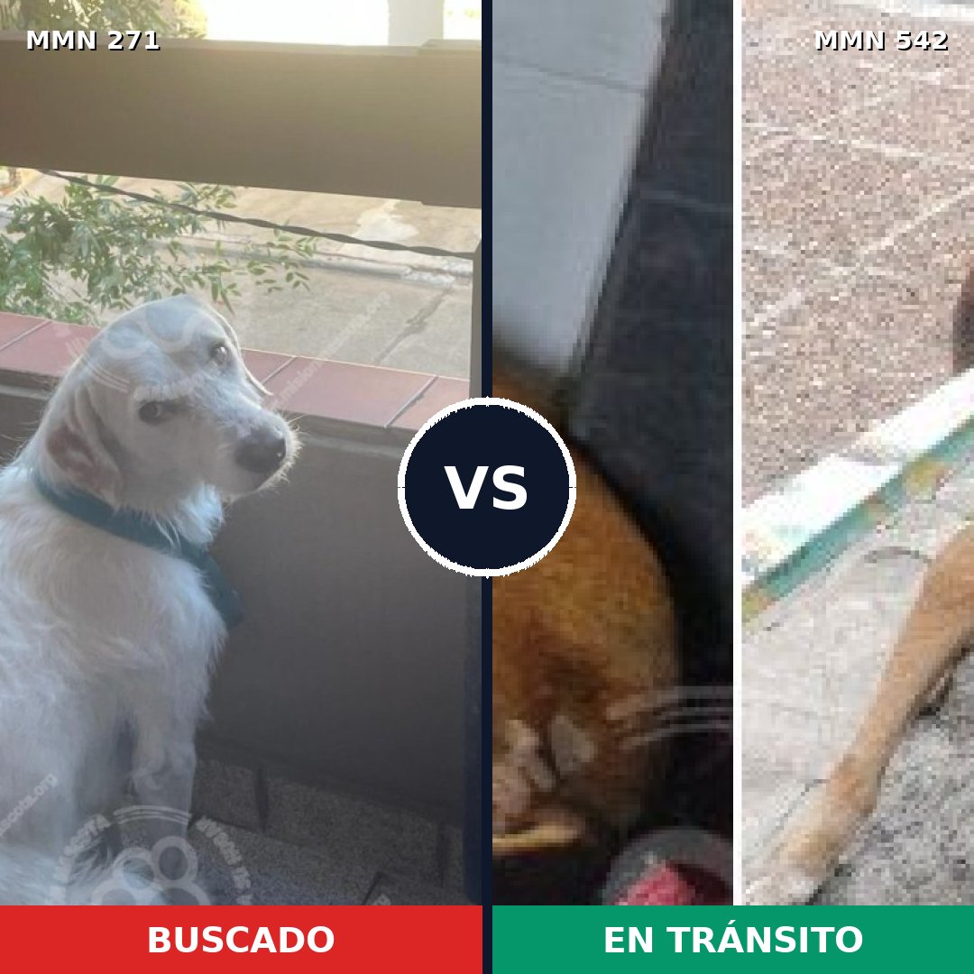 Comparativa MMS 18546: mascota perdida y mascota encontrada, 58% de similitud