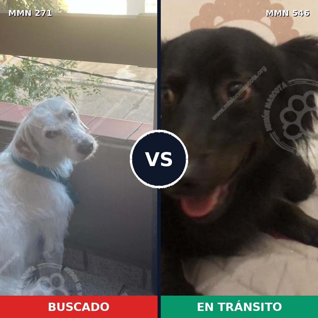 Comparativa MMS 18547: mascota perdida y mascota encontrada, 60% de similitud