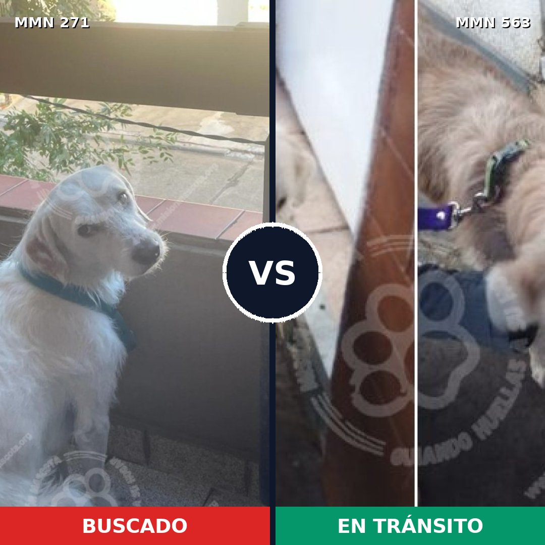 Comparativa MMS 18548: mascota perdida y mascota encontrada, 47% de similitud