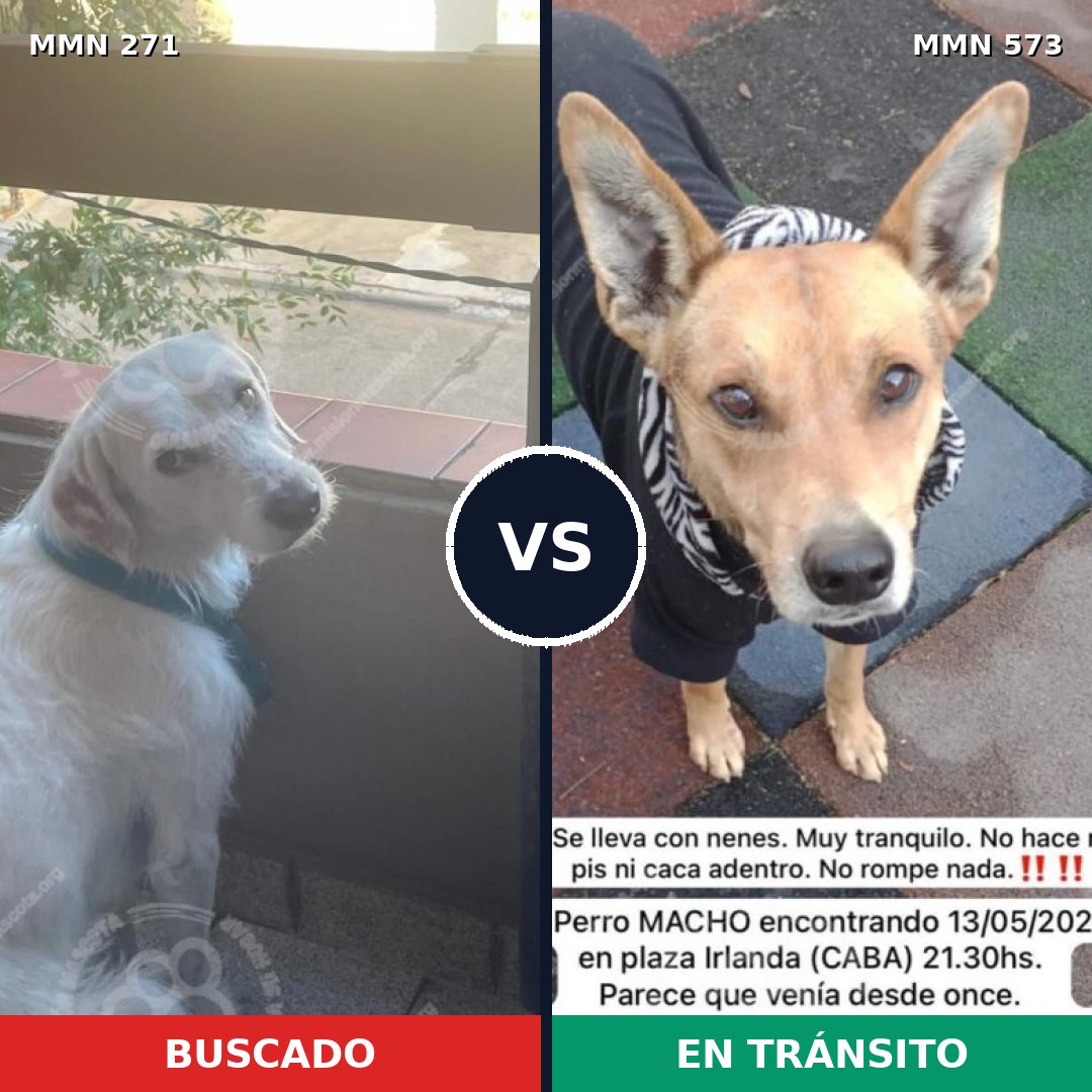 Comparativa MMS 18549: mascota perdida y mascota encontrada, 72% de similitud