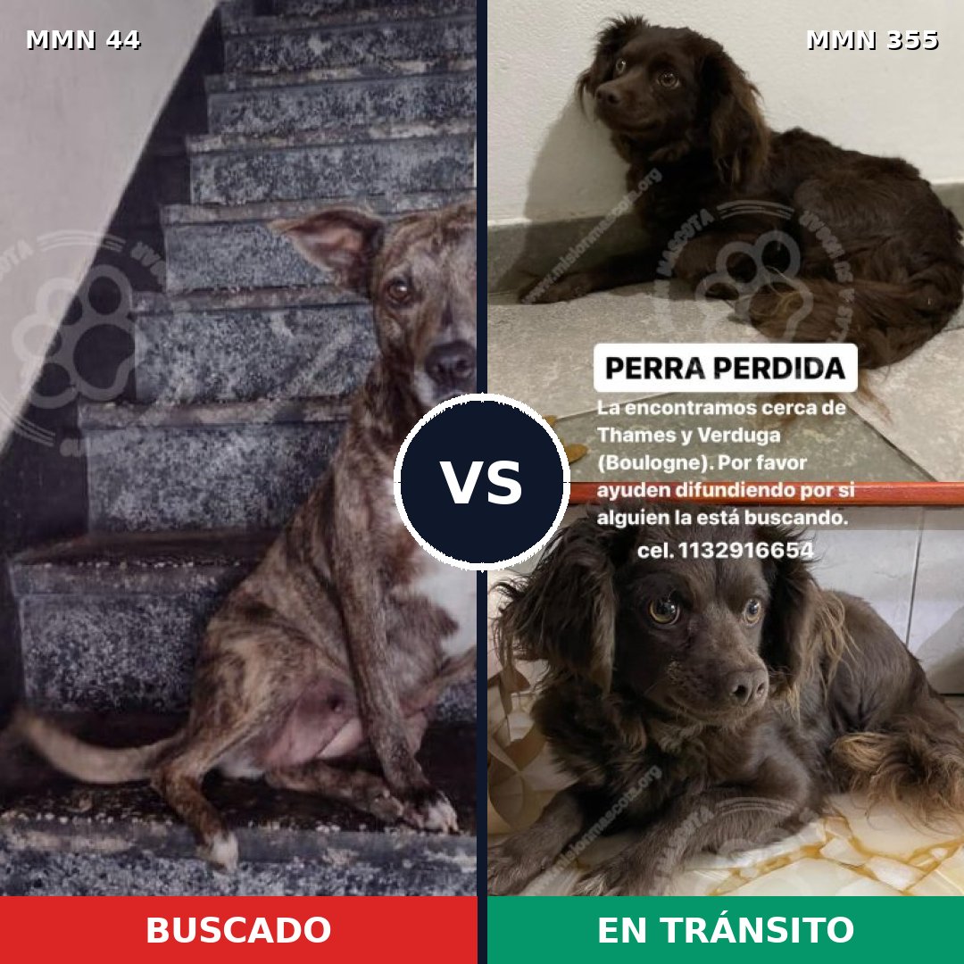 Comparativa MMS 1855: mascota perdida y mascota encontrada, 59% de similitud