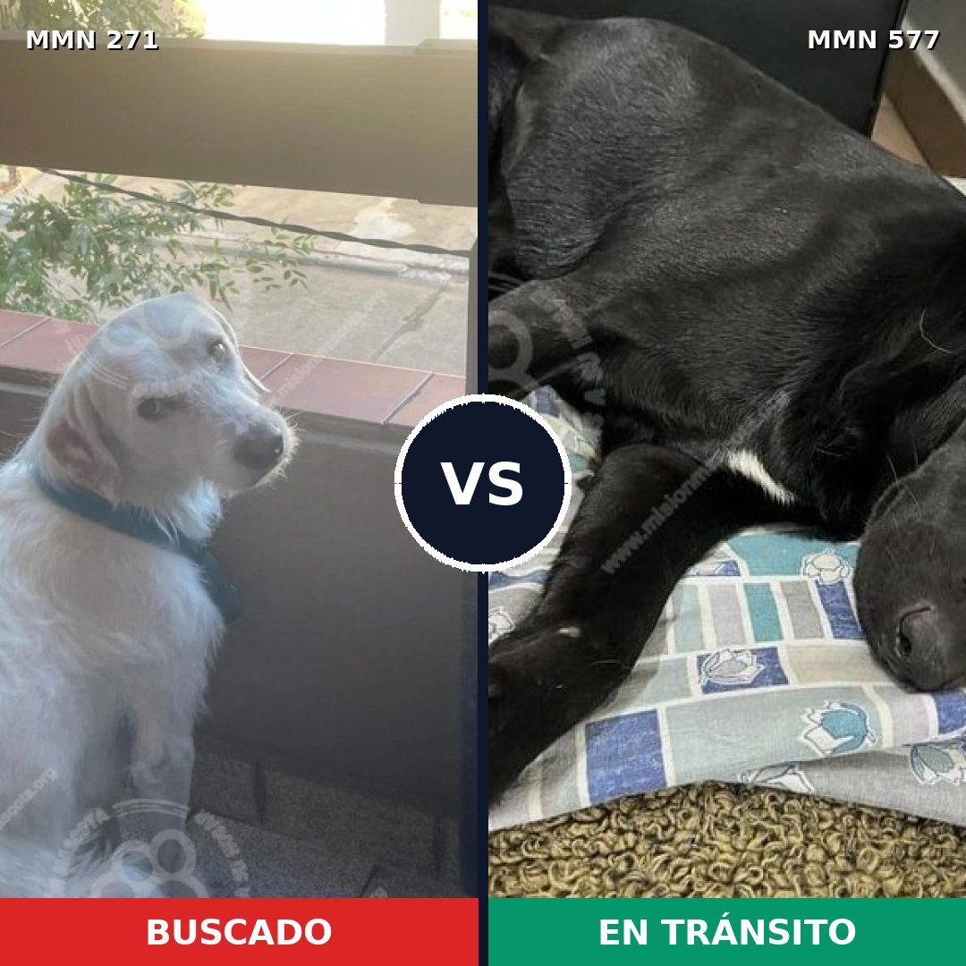 Comparativa MMS 18550: mascota perdida y mascota encontrada, 73% de similitud
